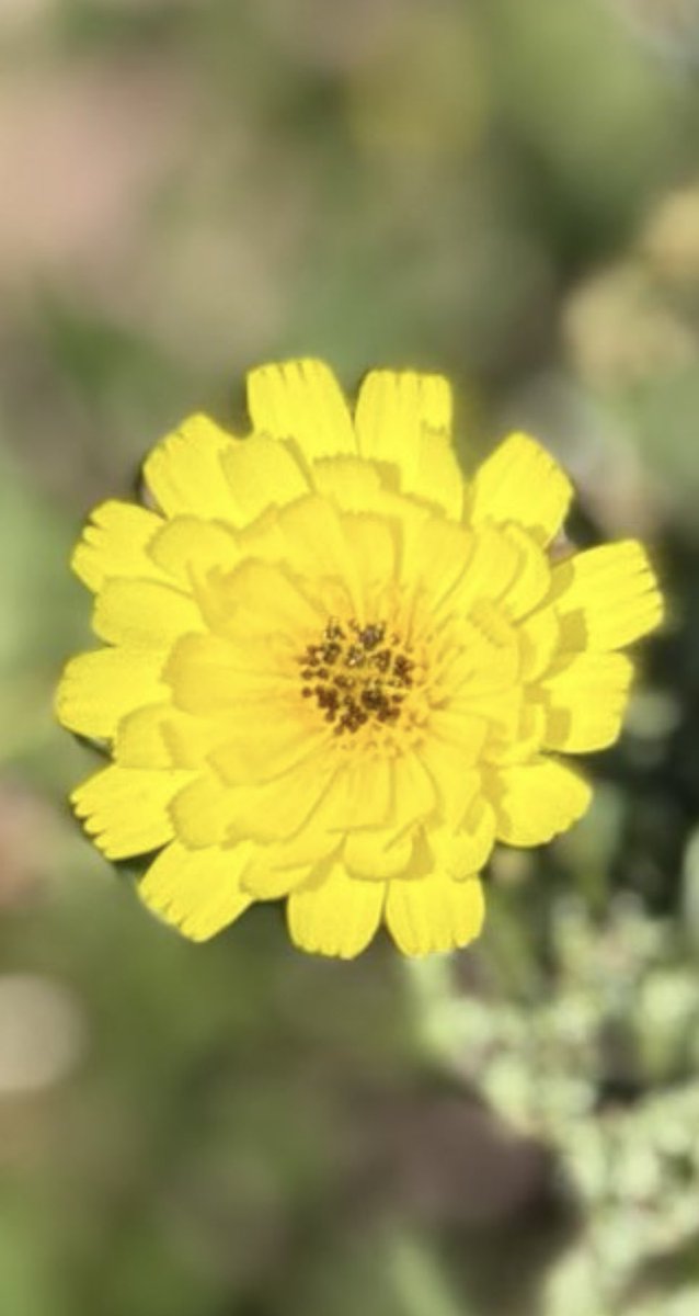 nadia shaban tweet media