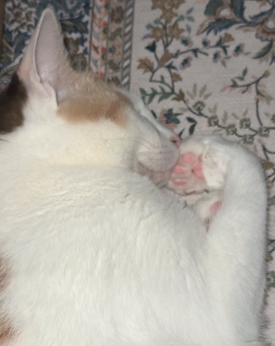 프리라떼주인 tweet media