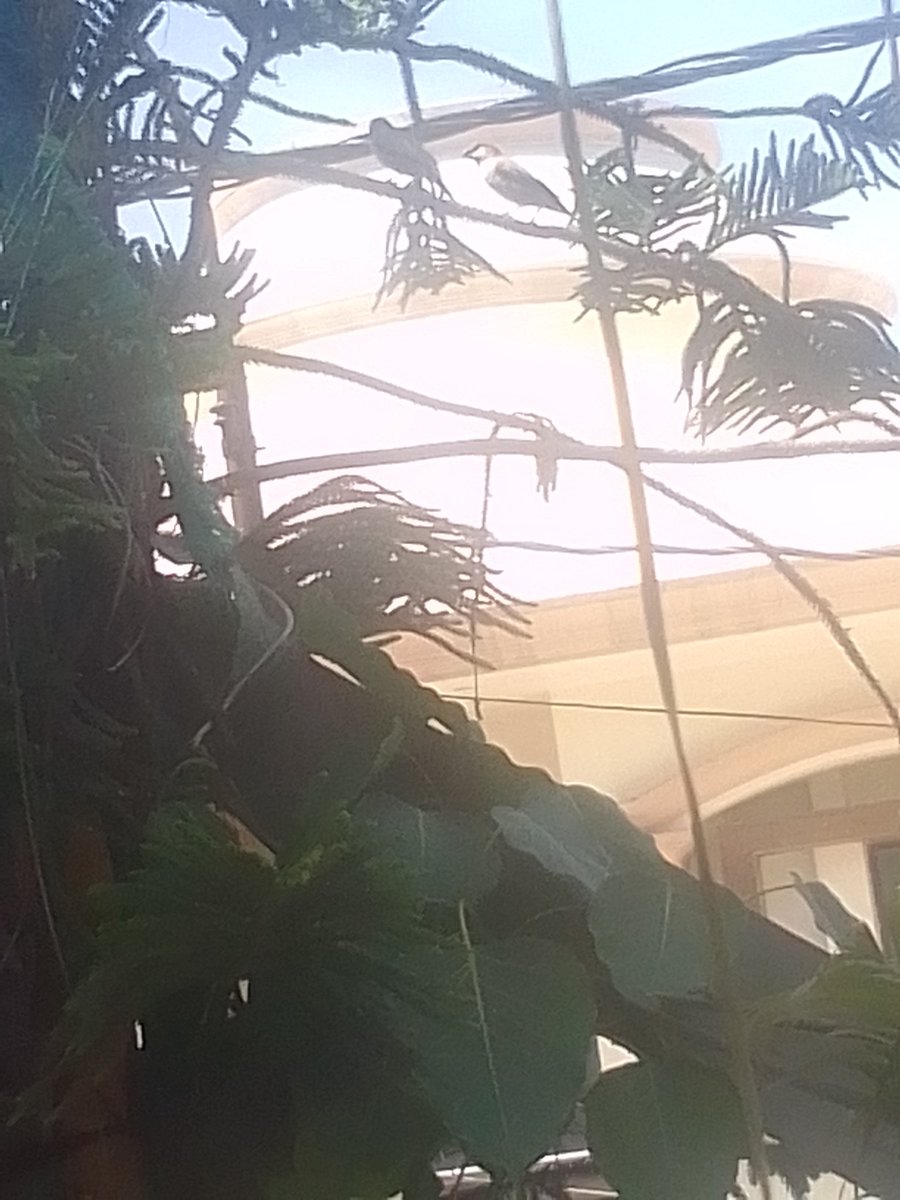 Anivesh Pant tweet media