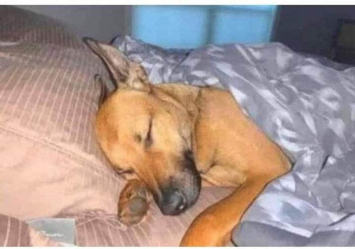 Retired Elder Rex M.E Midzi tweet media