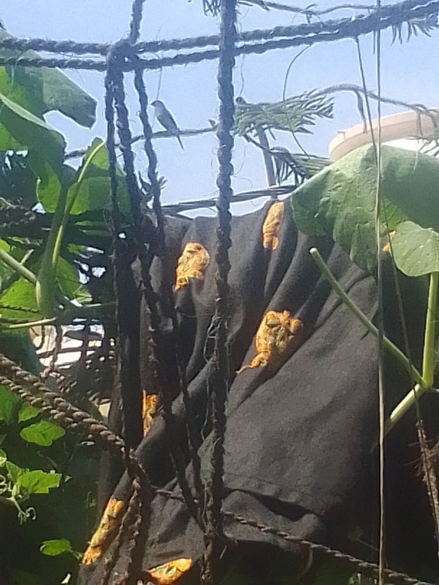 Anivesh Pant tweet media