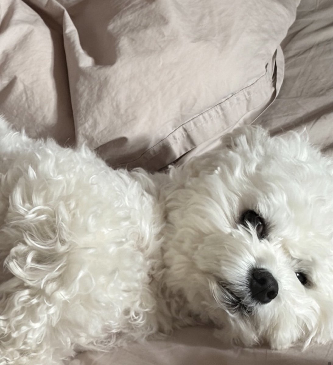 ＞ᨓ＜ tweet media