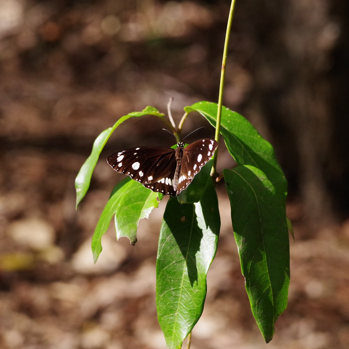 flowerworks 🌻🐈 tweet media
