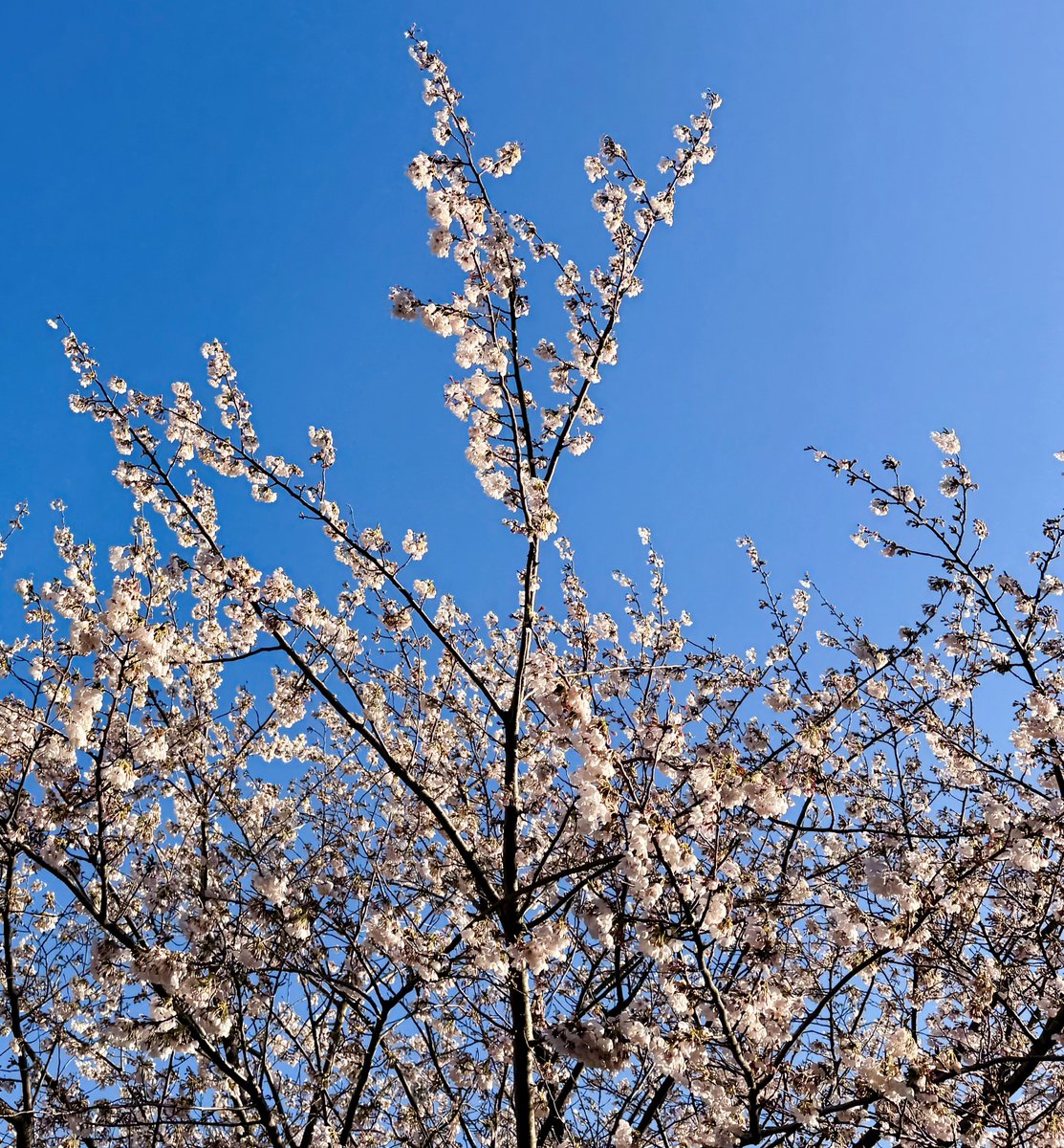 ワイルドバード tweet media