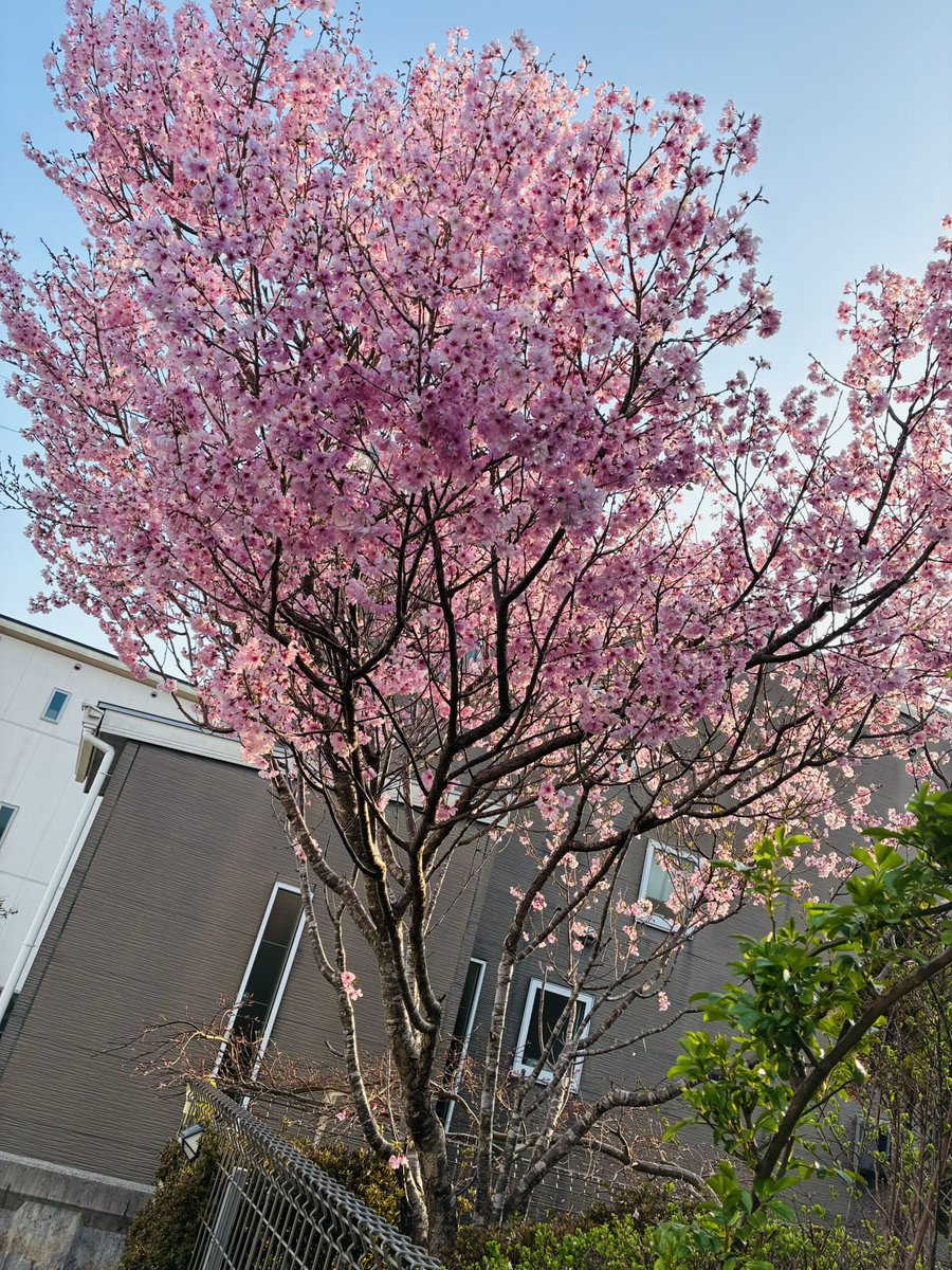 Viga 𝕏 ヴィガ tweet media