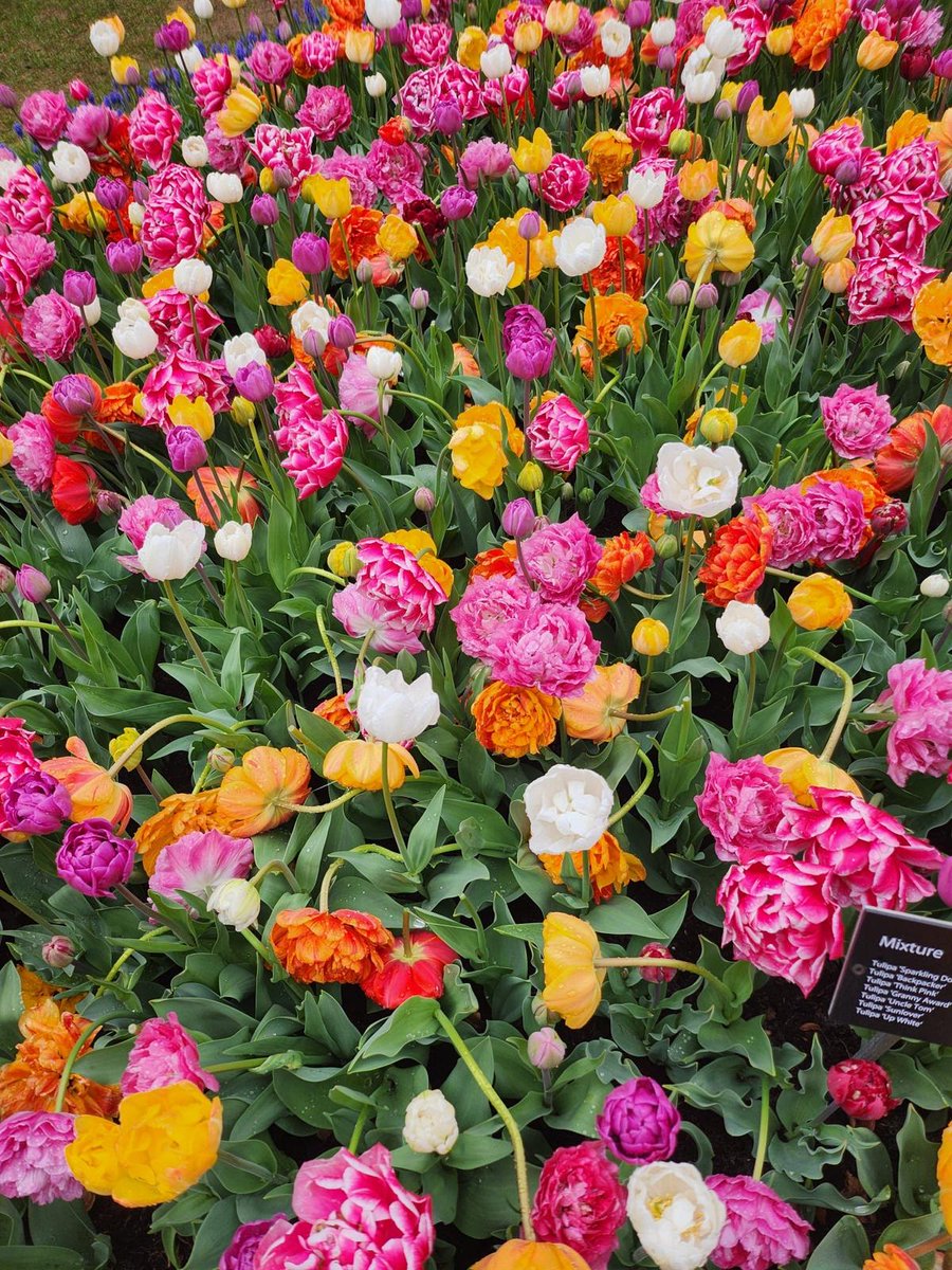 ejrquartz's tweet image. 🌼Spring has arrived in the Netherlands!☀️The days are finally getting longer and warmer. Happy holiday weekend all!🐣Time to relax, recharge and enjoy the season.
👀In the meantime, check out these shots our intern Ella took of the #Keukenhof flowers in bloom.🌷
#spring #nl