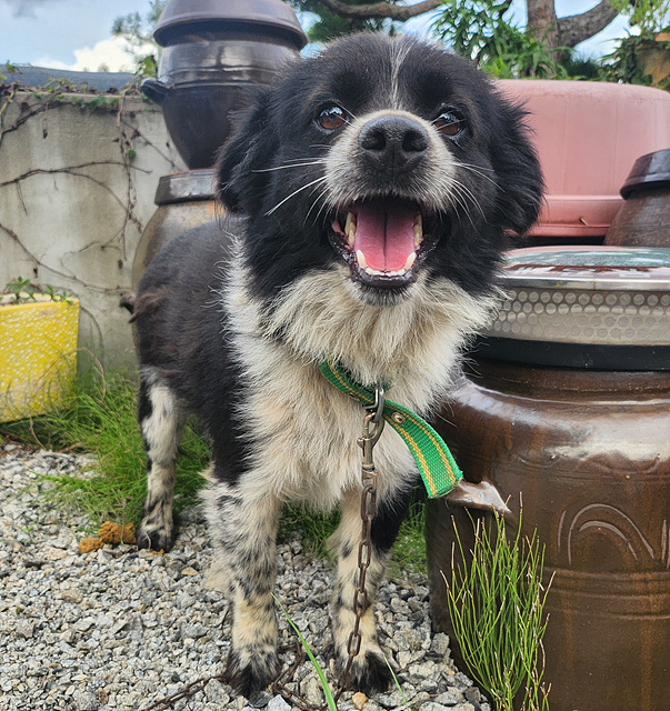 findmypaw's tweet photo. <매우 온순함>
그래보임
점박이 소같음
너무너무 예쁜 모색과 무늬의 아이... 데려가면 로또죠

신중한 입양 문의 부탁합니다. 
홍성반려동물문화센터 연락처 041-630-1374 https://t.co/wz0sBNqIT7