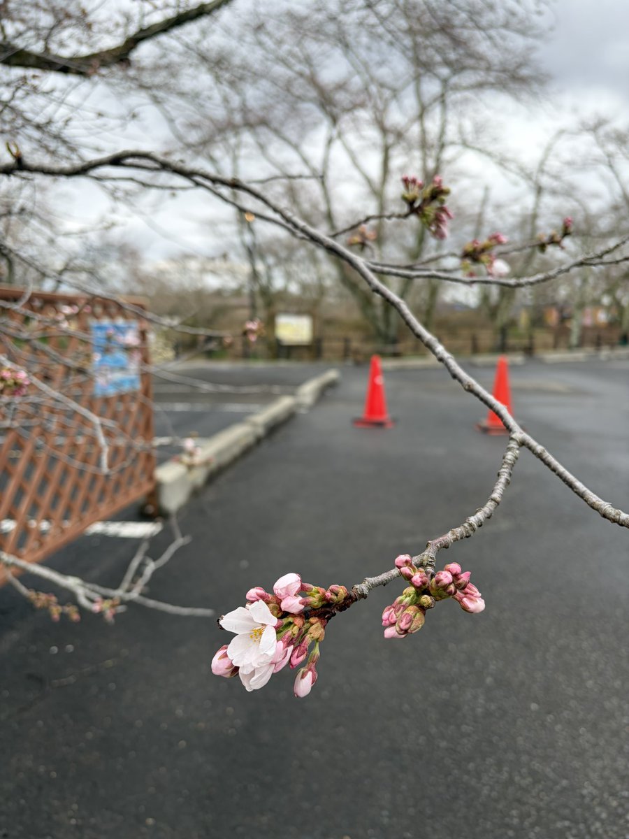 ゆずさん【柴田町地域おこし協力隊】 tweet media