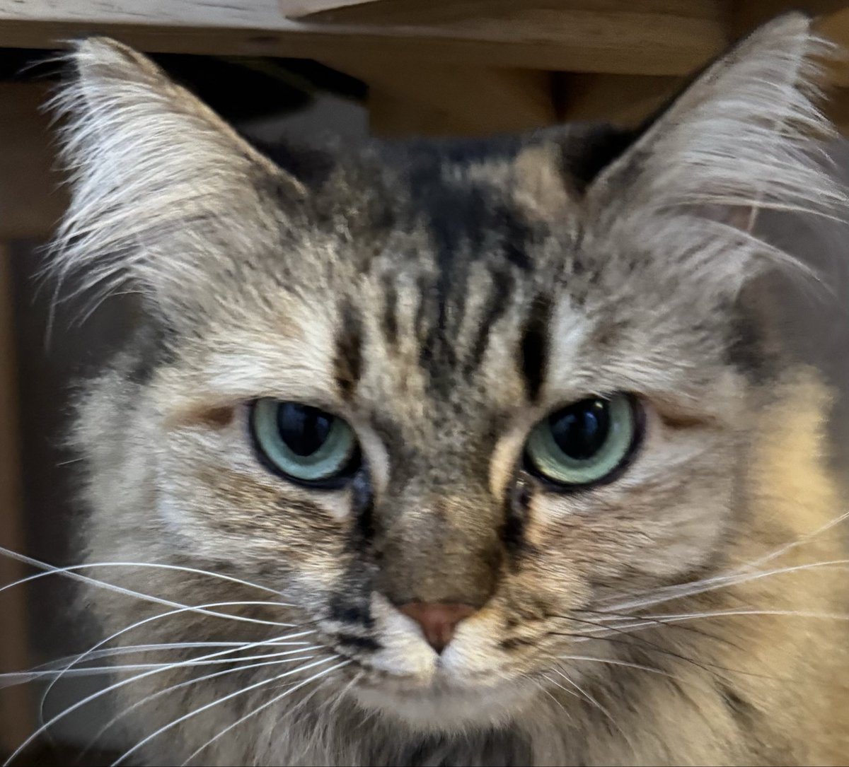 じじぃなテレビマン 〜じぃテレ〜 tweet media