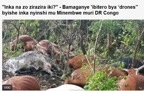 JamesRushimisha's tweet photo. I am heartbroken by the suffering that innocent civilians are enduring in #minimbwe #DRC. The ruthless and cruel bombings by #RDC are not only taking the lives of civilians but also destroying livestock the very source of survival for many families. @MahoroMpa, @MoiseNyarugabo, https://t.co/qp4vZNQtt9