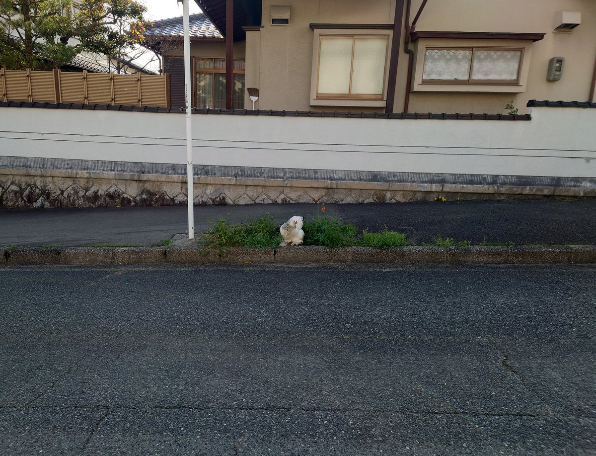 いるかるか tweet media