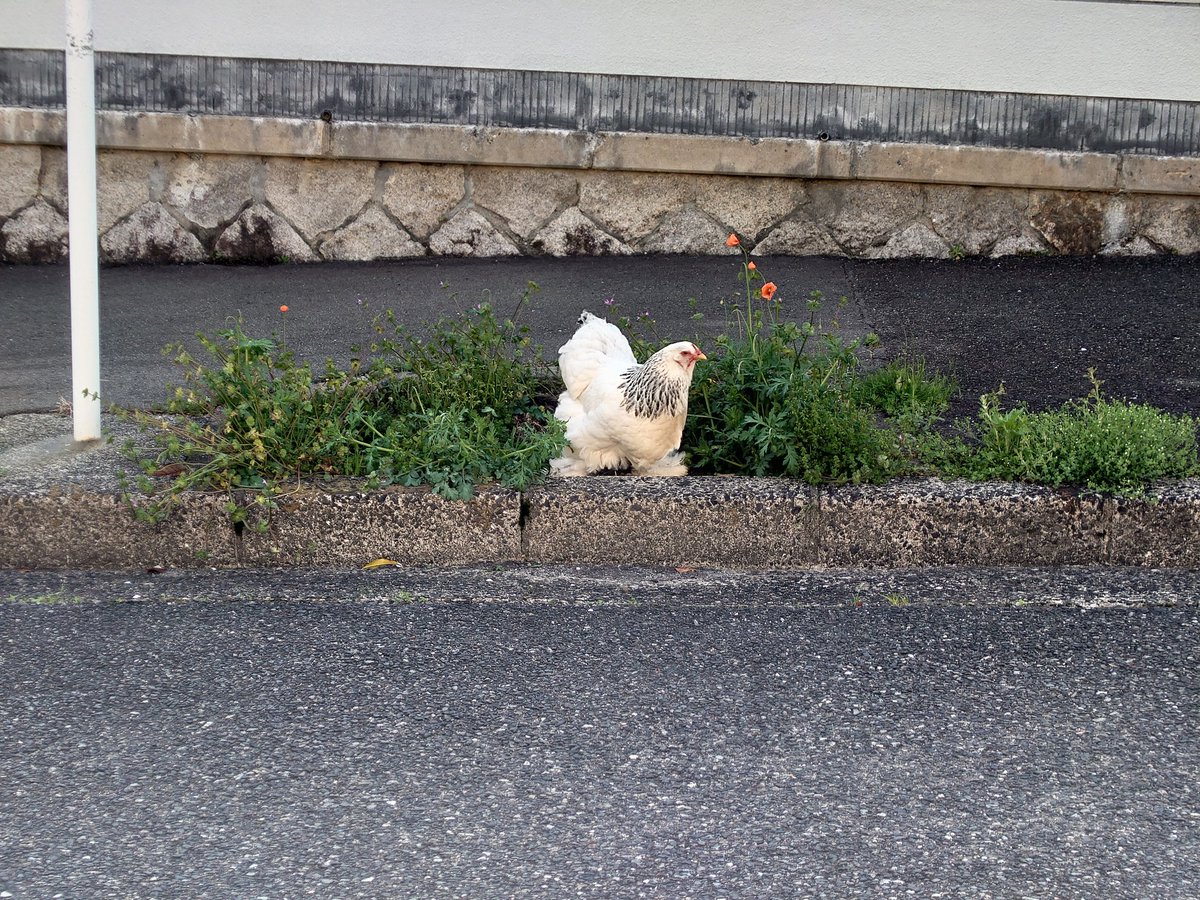 いるかるか tweet media