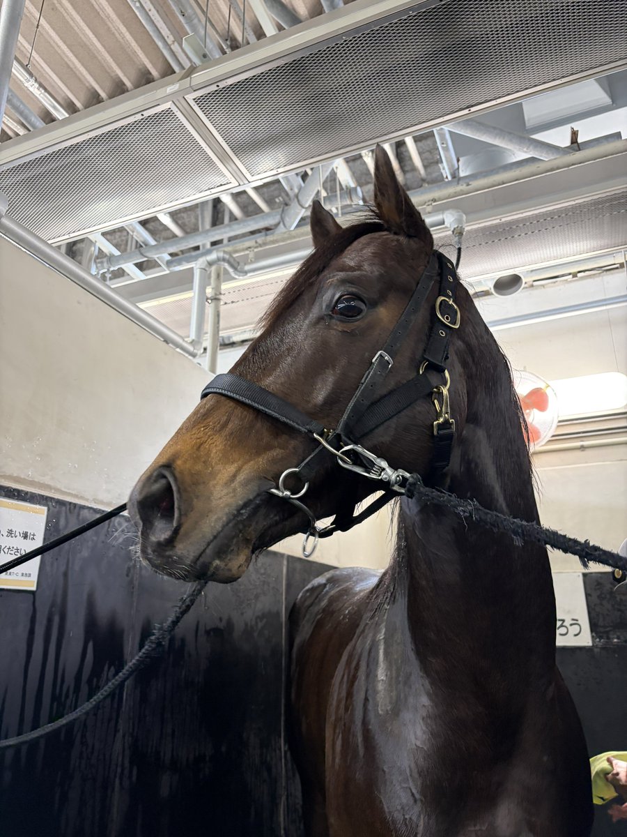 競馬ブックネットSHOP tweet media