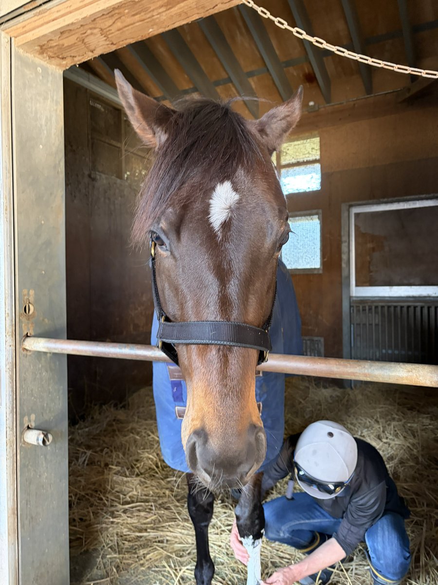 競馬ブックネットSHOP tweet media