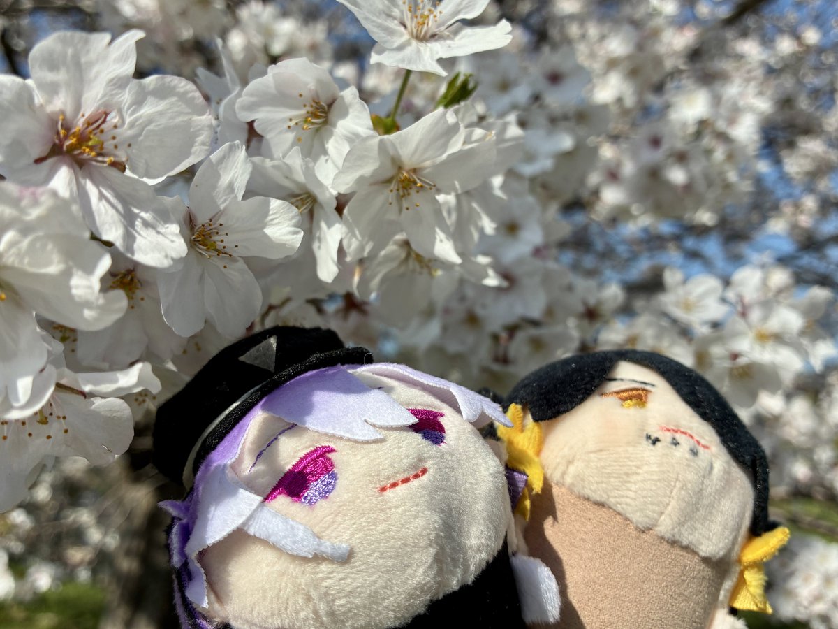 🌸らん🌸８日21時頒布会 tweet media