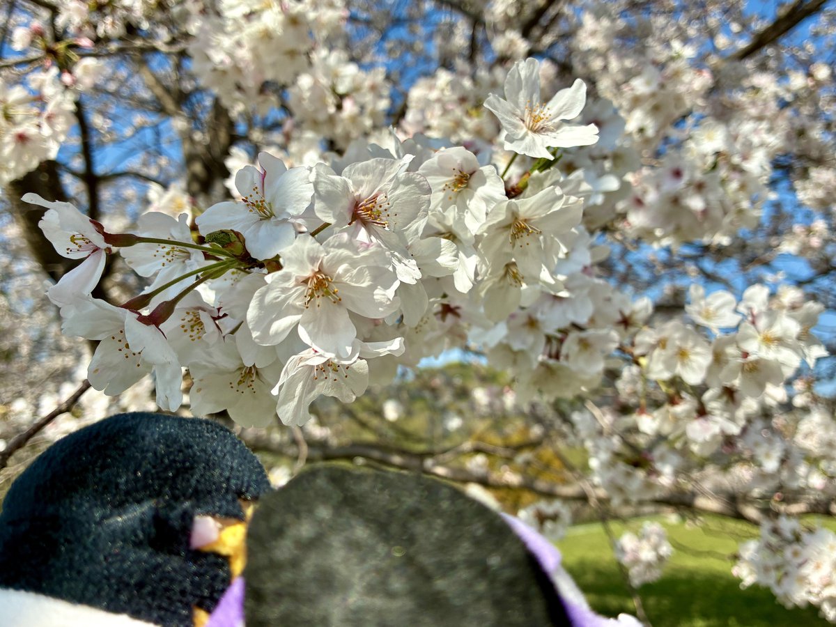 🌸らん🌸８日21時頒布会 tweet media