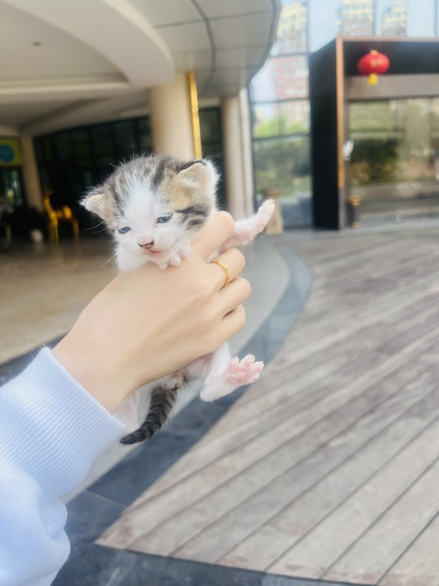favor155's tweet photo. 可爱的奶猫 https://t.co/vGrez8yPk5