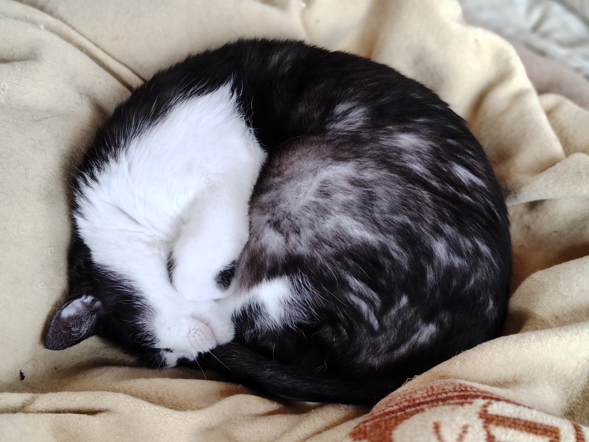 ハチみゅう(=^・^=)🌸と王様🐱 tweet media