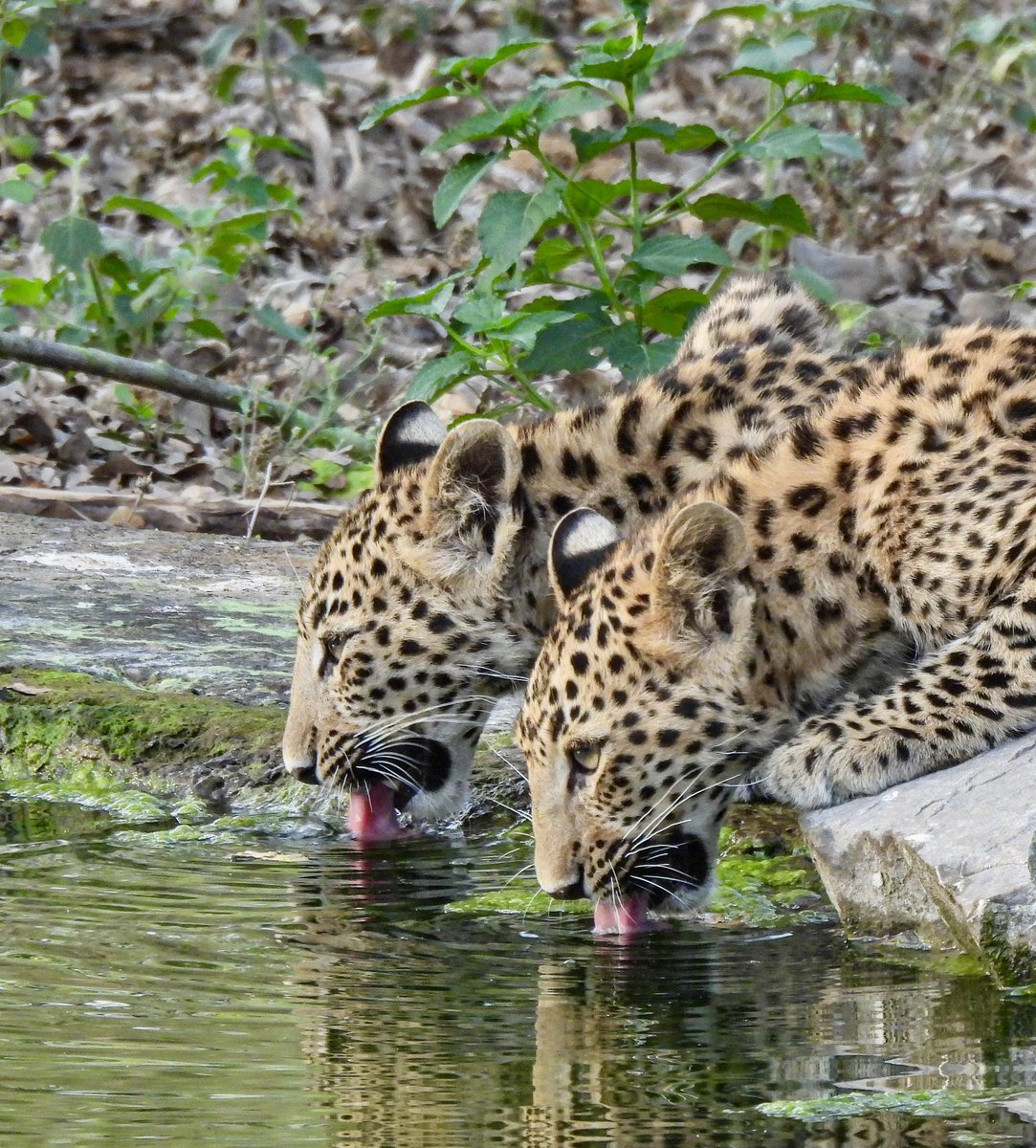 medeep_7's tweet photo. Jhalana! A magical weekend on a leopard safari. Everyday brought a new gift : Rana, the dominant male, regal &amp; unfazed, Flora &amp; her  cubs. And on the last morning, the three cubs, all by themselves at the watering hole.

The camera’s memory card is full, as is the heart ❤️ https://t.co/I6DIa1D985