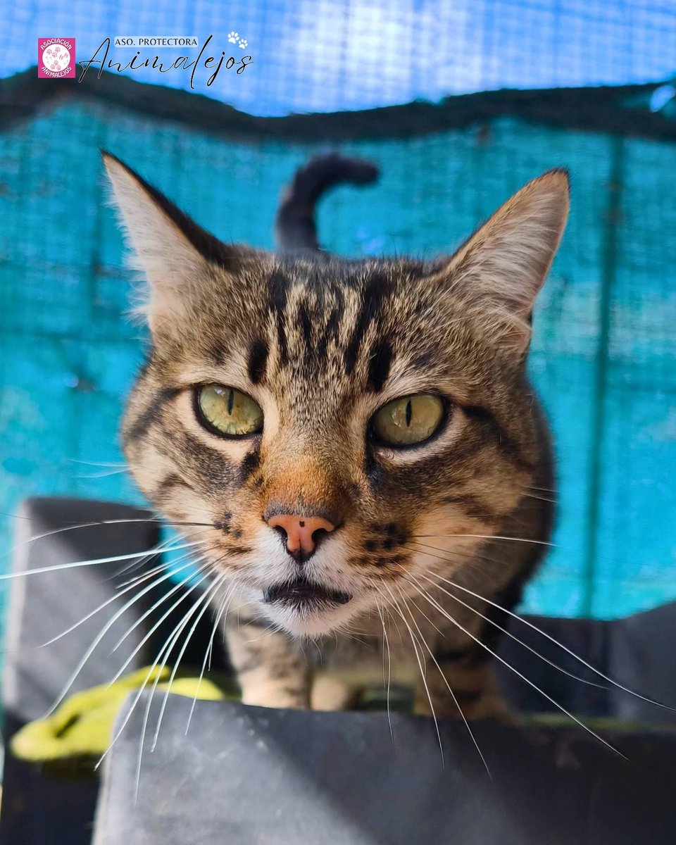 SOS Abuelos tweet media