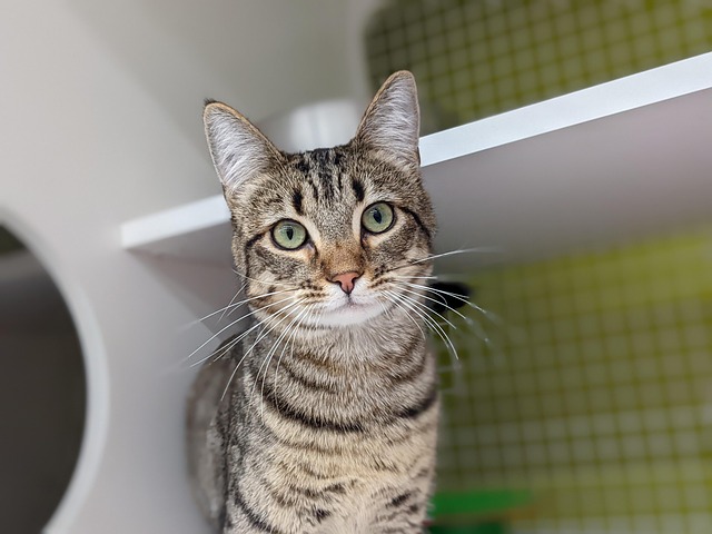 Lisa Lynn tweet media