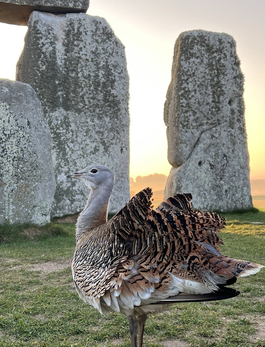 Stonehenge U.K tweet media