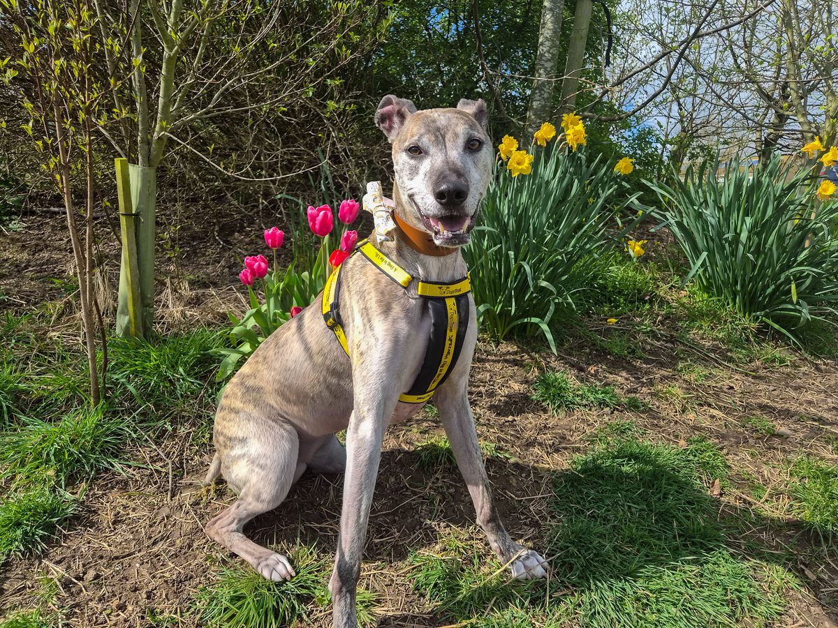 DT_Darlington's tweet image. Spring sitting pretty in front of the spring flowers 🌸💛

It really doesn’t get much cuter than that 🌷🐾

dogstrust.org.uk/rehoming/dogs/…

#DogsTrust #DogsTrustDarlington #AdoptDontShop #ForeverHome #SpringTime #SpringFlowers #ThursdayFeels