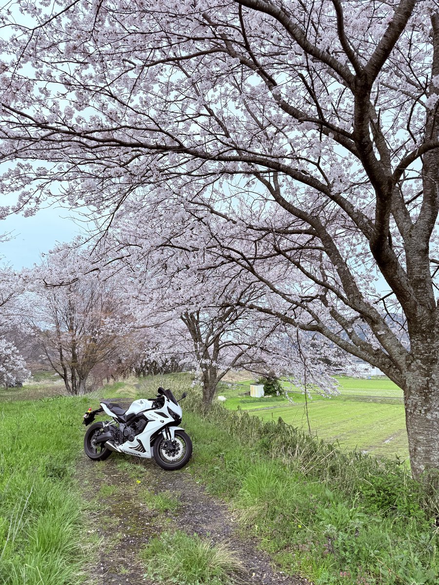 コツメ tweet media