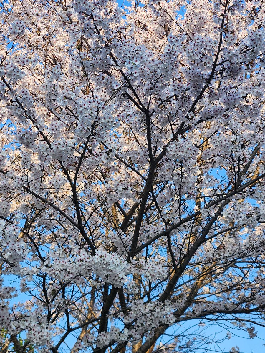 とあり🐦 tweet media