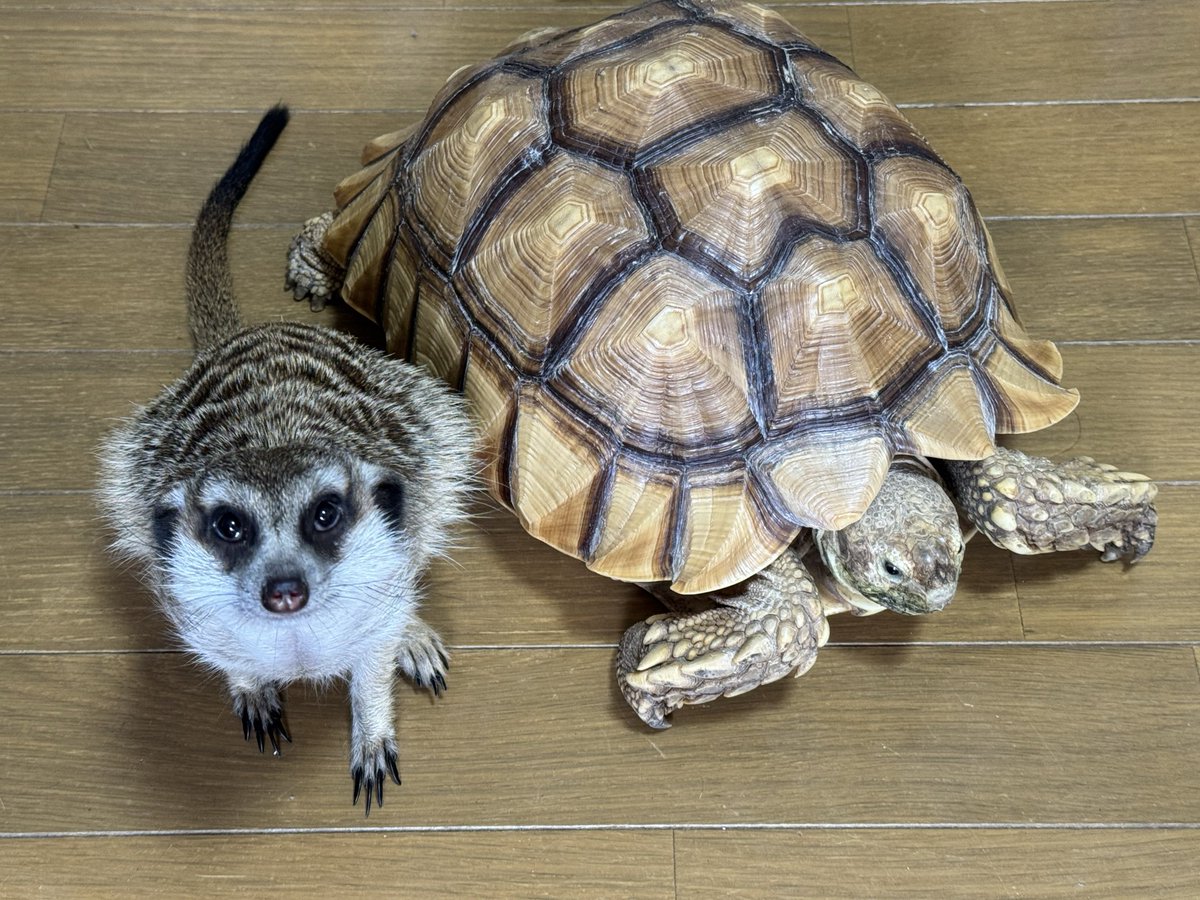 tortoiseplanet's tweet photo. ケヅメリクガメとミーアキャット
#ケヅメリクガメ
#sulcata
#ミーアキャット
#meerkat
#suricate https://t.co/UcAgiBRplu