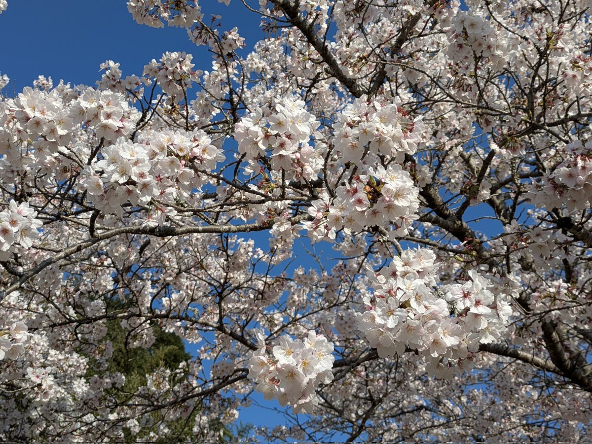 yukiusagi_mimi's tweet photo. 本日の桜🌸やっと晴天😆
#桜 #桜の花 #GooglePixel8a https://t.co/RNB2EwWY3e