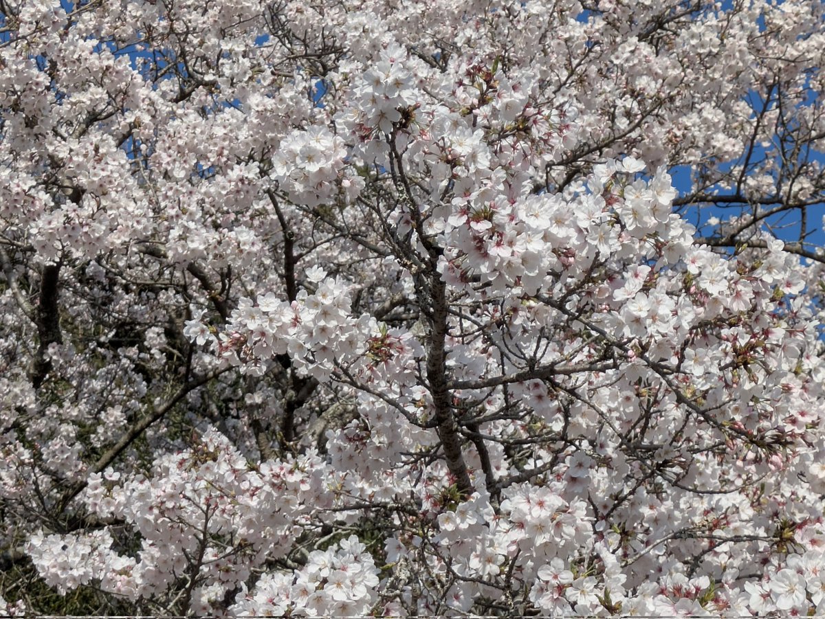 yukiusagi_mimi's tweet photo. 本日の桜🌸やっと晴天😆
#桜 #桜の花 #GooglePixel8a https://t.co/RNB2EwWY3e