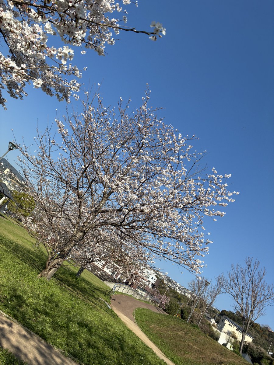 🌸らん🌸８日21時頒布会 tweet media