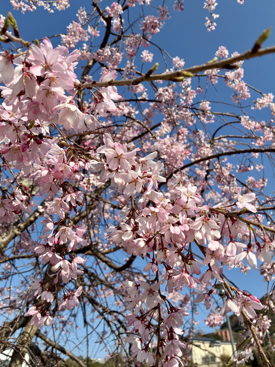 🌸らん🌸８日21時頒布会 tweet media