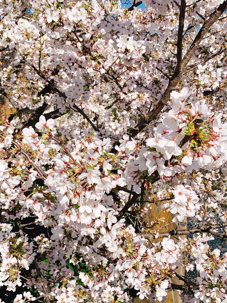 秋山ジョム tweet media