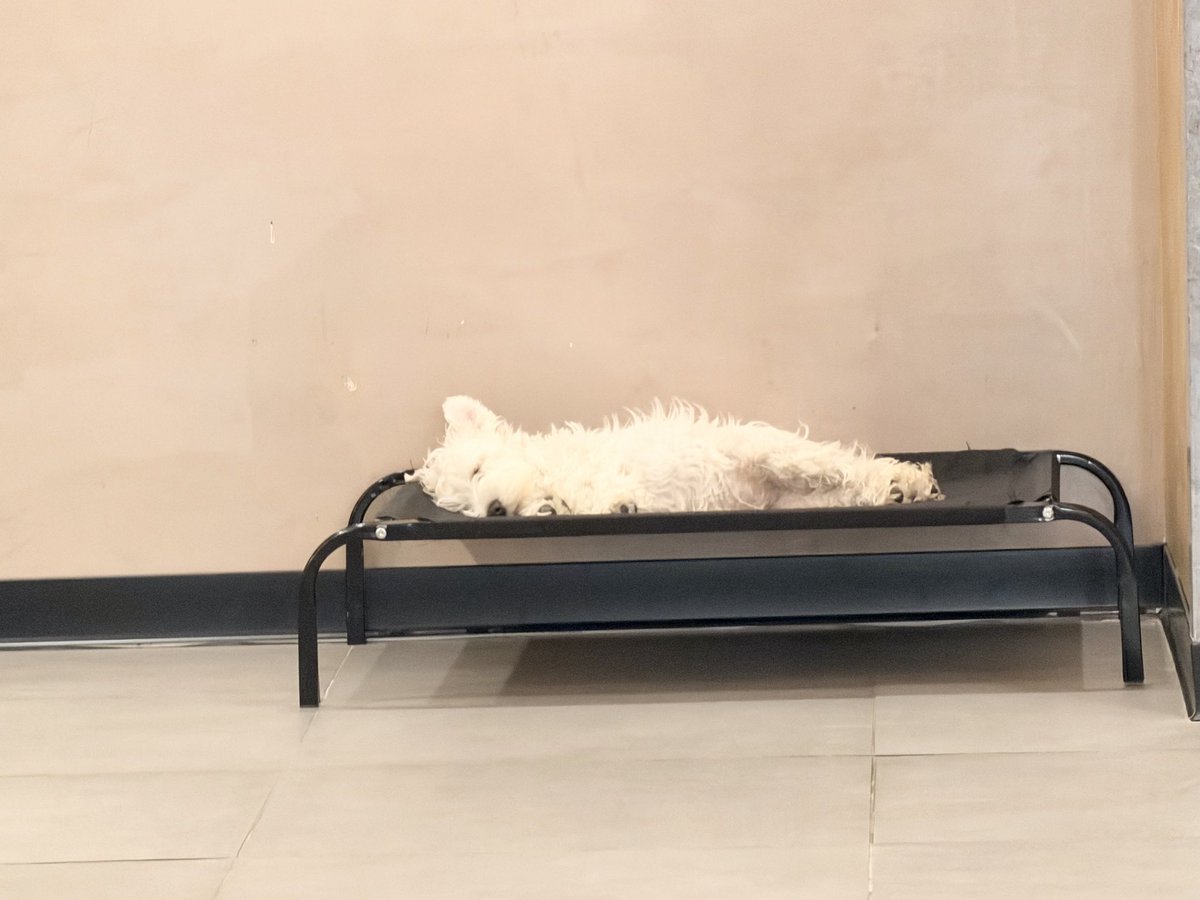 Төрийн соёрхолт tweet media