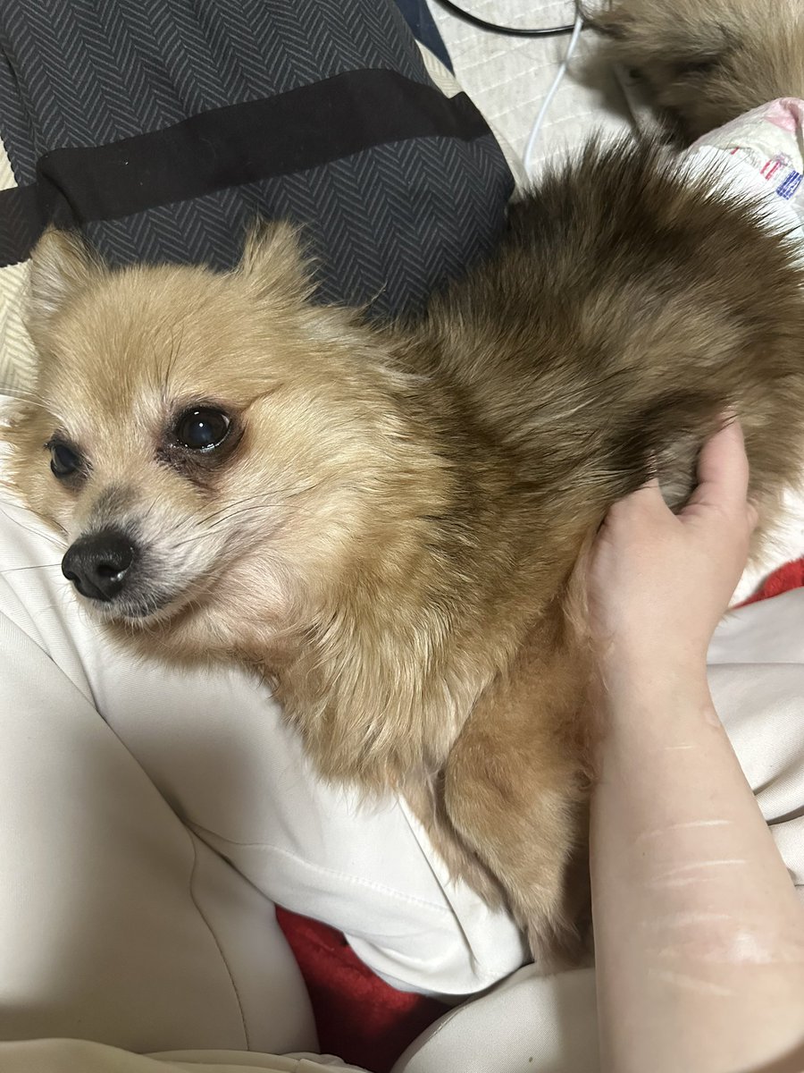 じと目( ᯣωᯣ )🩸 tweet media