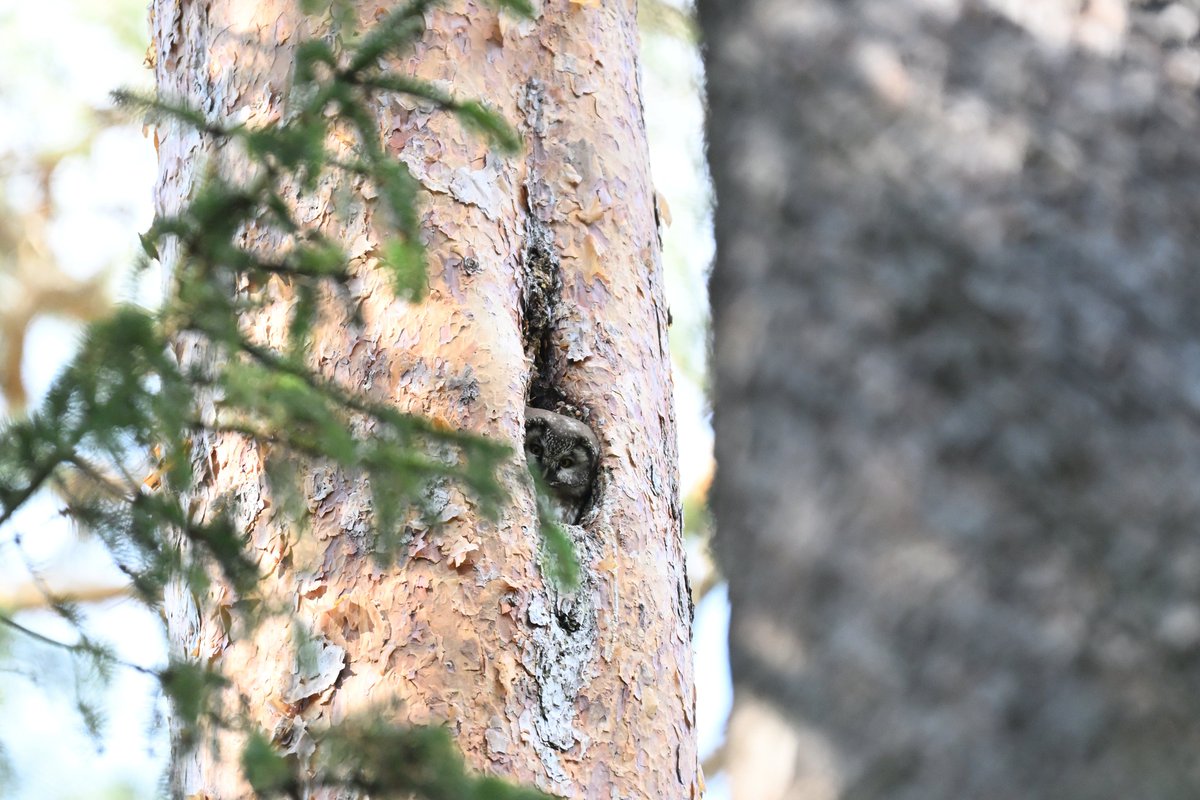 Oliwier Myka tweet media