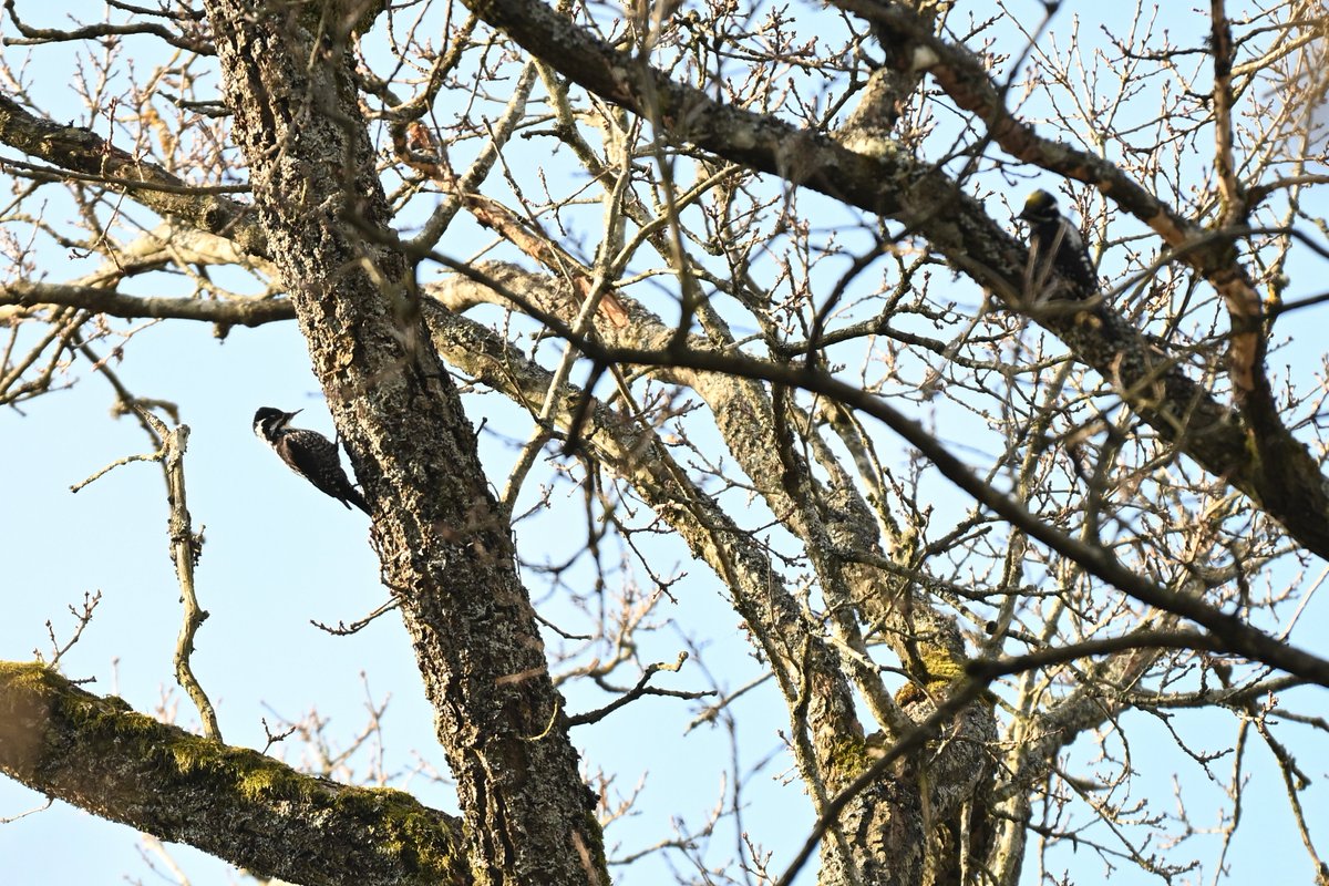 Oliwier Myka tweet media