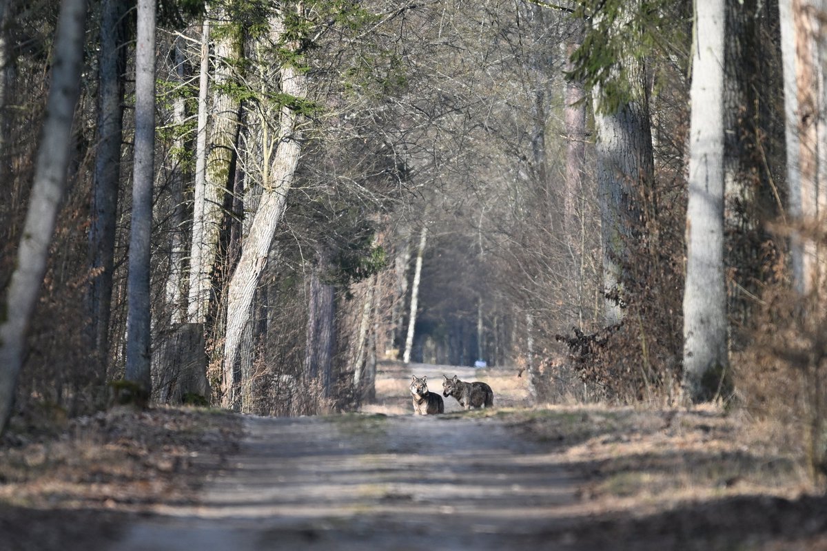 Oliwier Myka tweet media