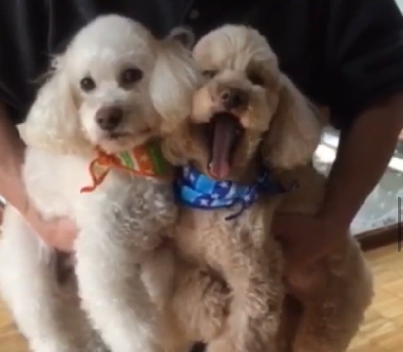 ちぽこす tweet media