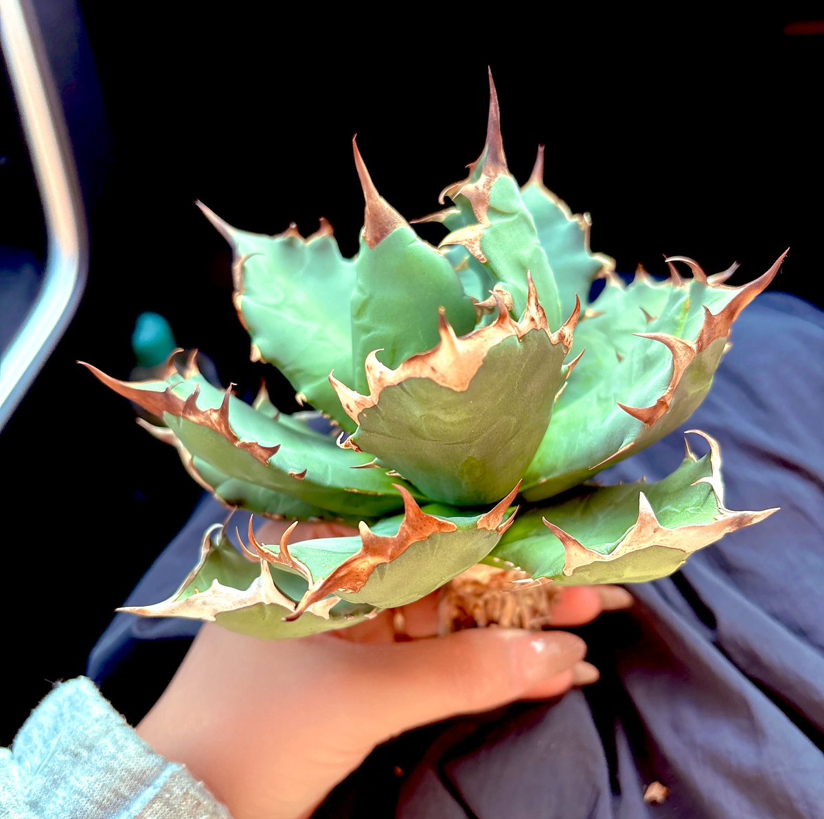 𝐊𝐨𝐦𝐮𝐫𝐚𝐬𝐚𝐤𝐢 𝐨𝐫 𝐒𝐡𝐚𝐦𝐮𝐍𝐞𝐤𝐨 tweet media