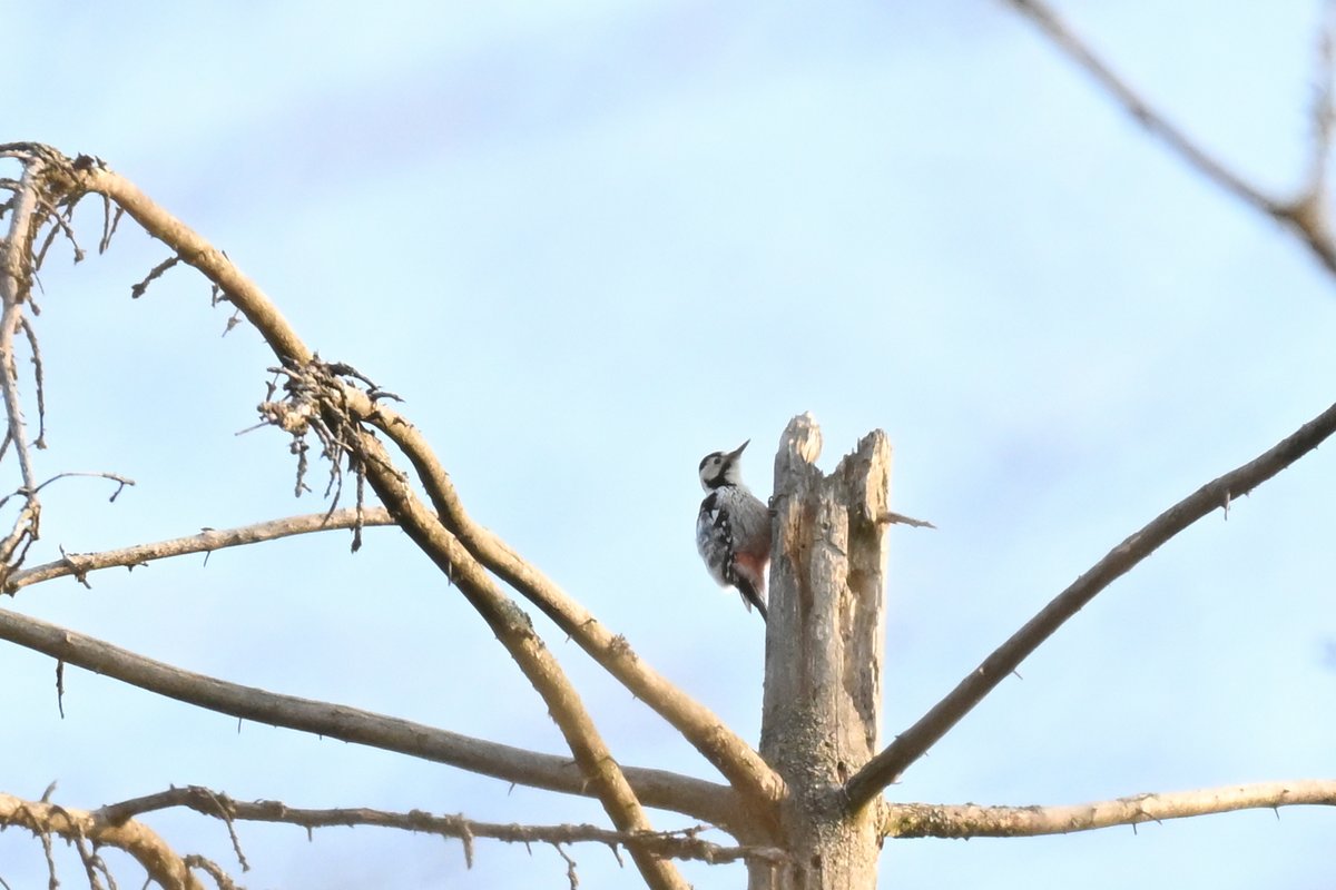 Oliwier Myka tweet media