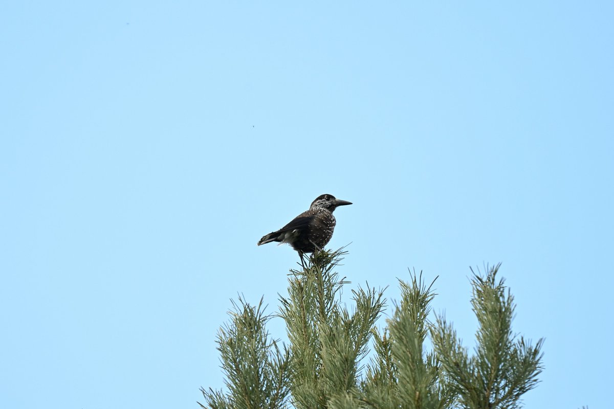 Oliwier Myka tweet media