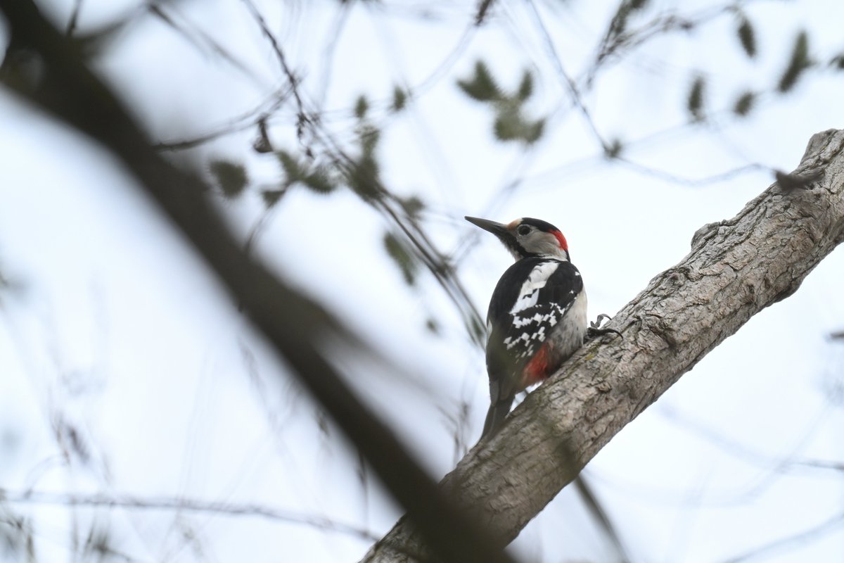 Oliwier Myka tweet media