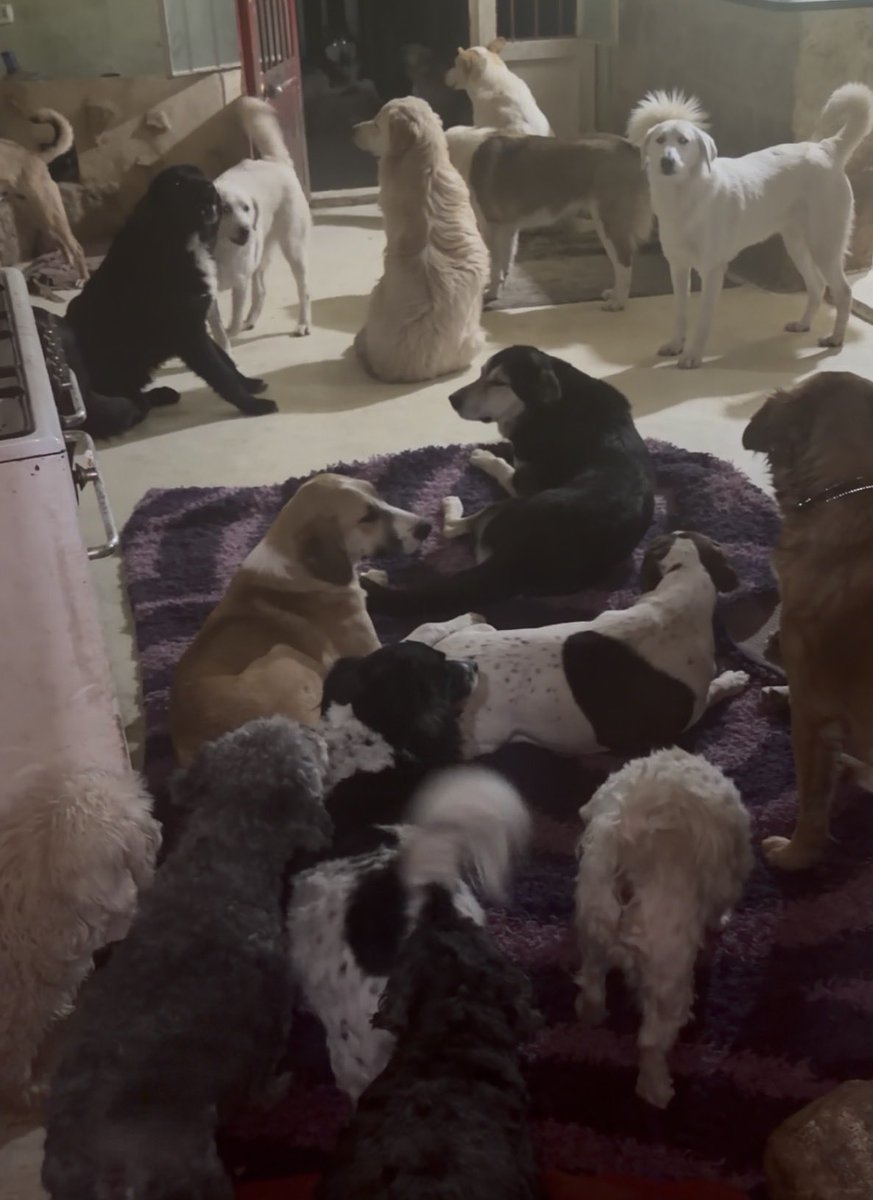 rescuinganimal's tweet photo. 53 dogs + 20+ cats in my care.
Lebanon is in crisis and I’m struggling to keep them fed and safe.

They’ve finally found shelter — I can’t let them lose it or go hungry again.

Please help if you can 🙏
Every share, donation, or support matters 🤍

https://t.co/4ZLiFOL6pH https://t.co/BSzIgANDiH