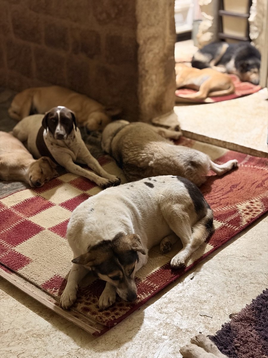rescuinganimal's tweet photo. 53 dogs + 20+ cats in my care.
Lebanon is in crisis and I’m struggling to keep them fed and safe.

They’ve finally found shelter — I can’t let them lose it or go hungry again.

Please help if you can 🙏
Every share, donation, or support matters 🤍

https://t.co/4ZLiFOL6pH https://t.co/BSzIgANDiH