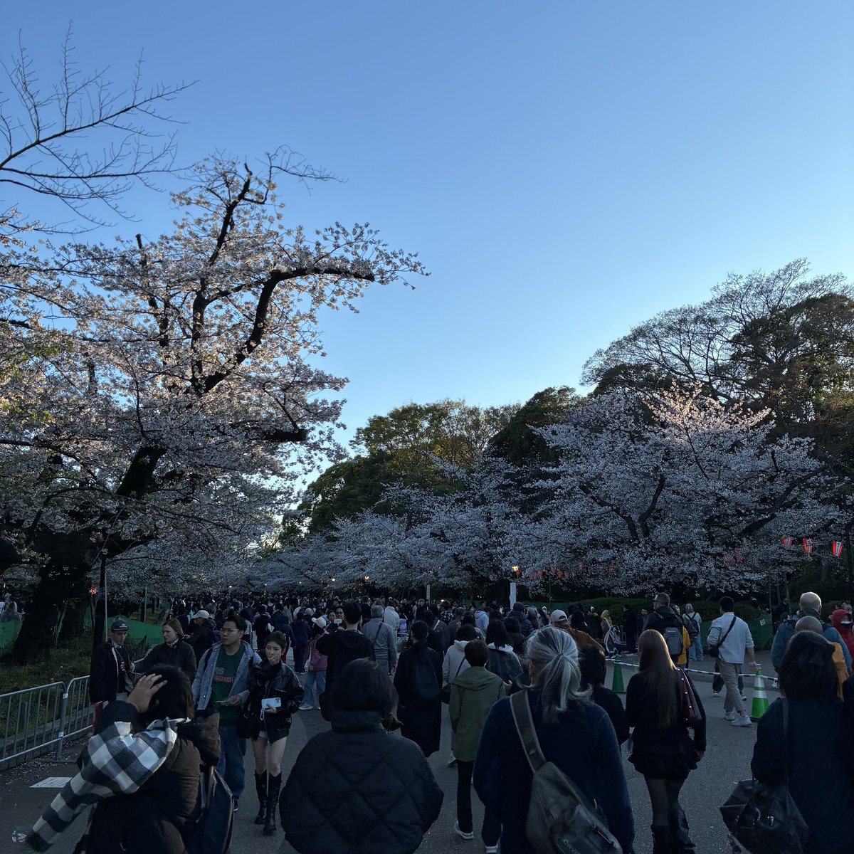 本日の上野公園。GAIJIN多数来園中。寒くなってきたので帰ります。