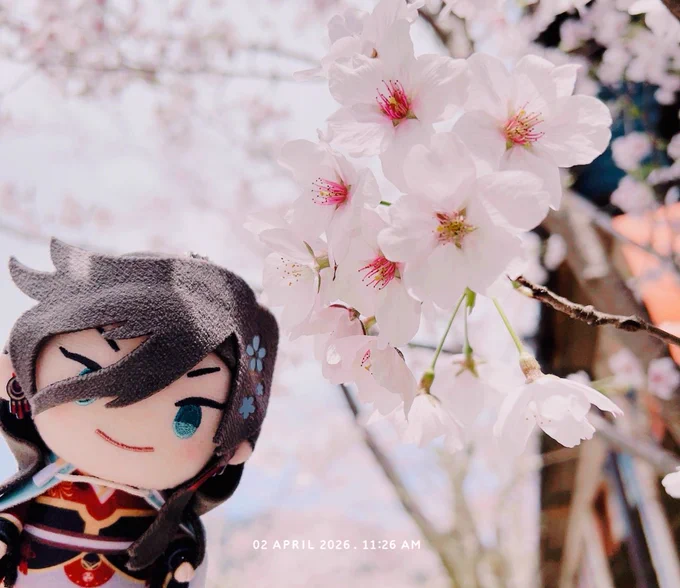 お花見行ってきた ぶわ〜〜って男士の桜が舞う時みたいな桜吹雪がとてもきれいでした 食べてしまったので写真はないんですけど焼き立てのおだんごが美味しかった◎