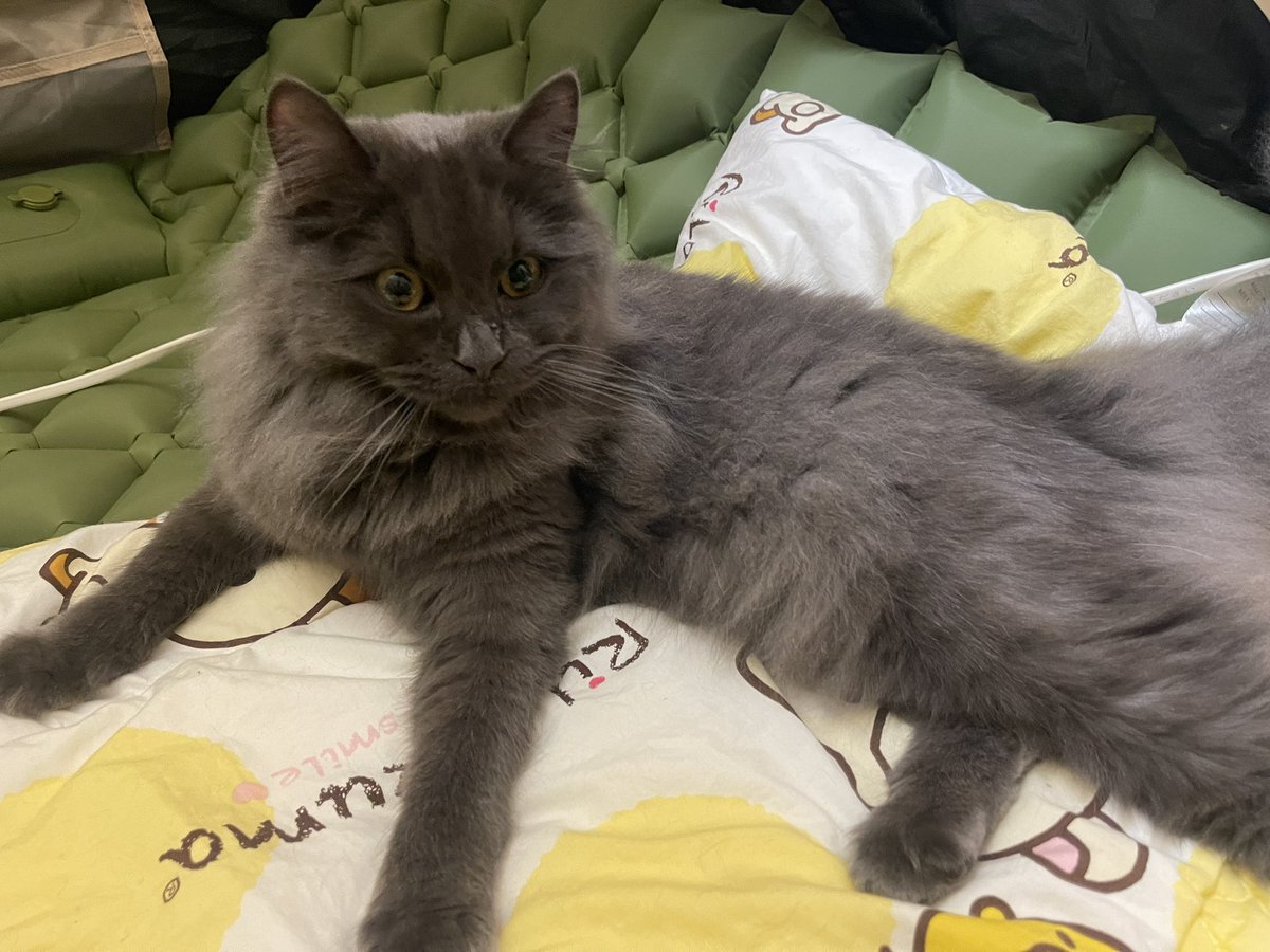 ベンジー tweet media